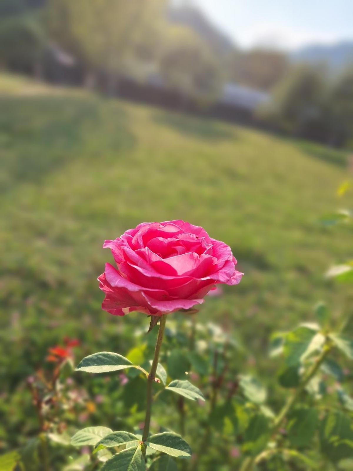 Apartment "Mira" Foca Dış mekan fotoğraf